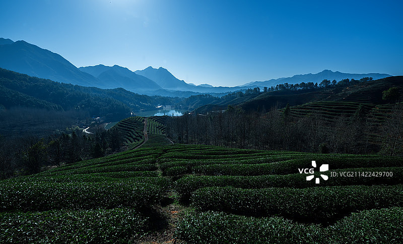 茶园山色图片素材