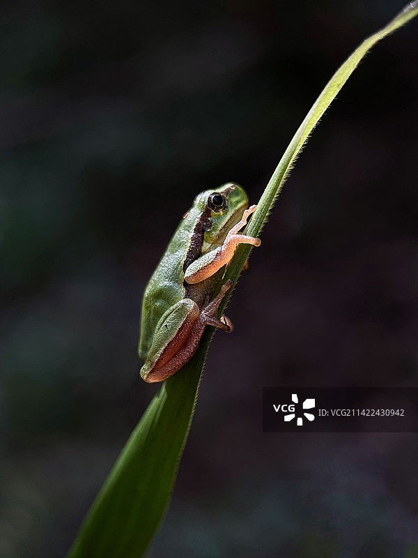 晨曦微露图片素材