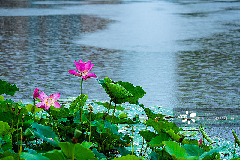 雨中荷花图片素材