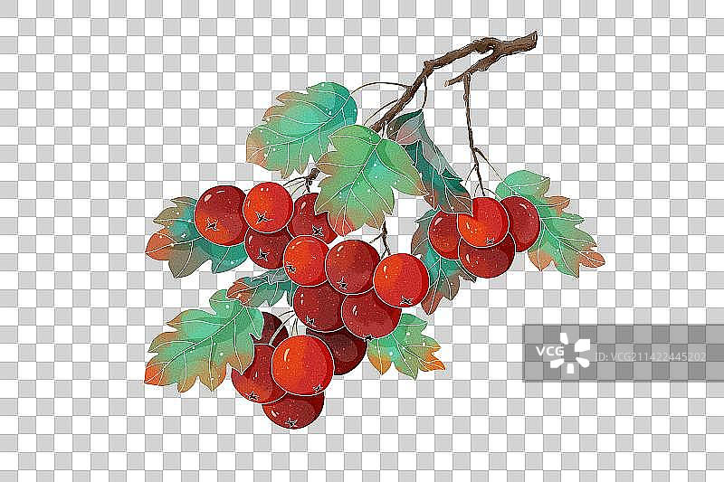 中国风手绘水果山楂包装插画图片素材