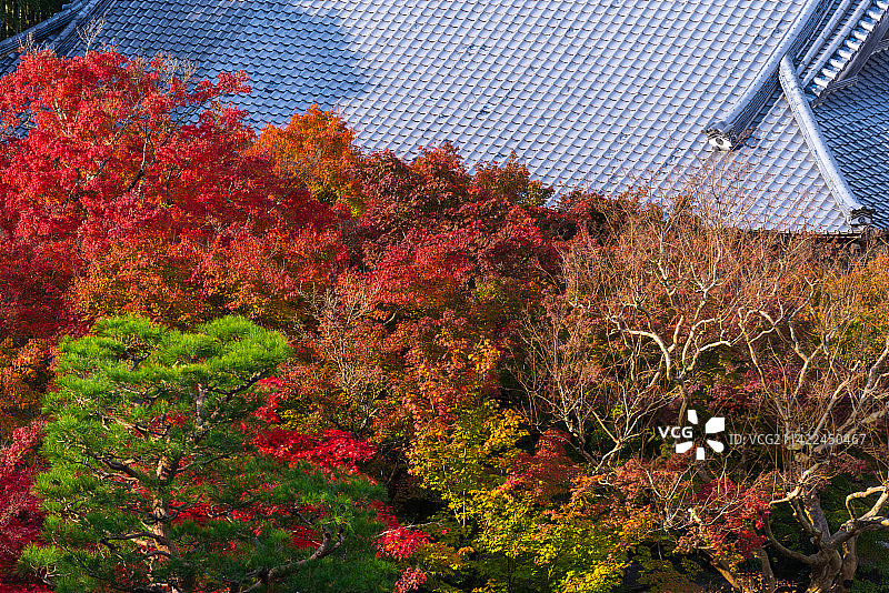 京都圆光寺寺庙秋季风光图片素材