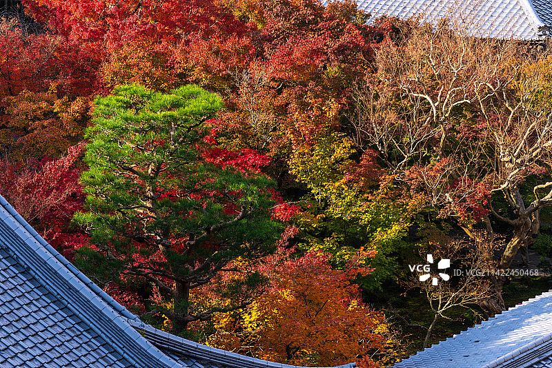 京都圆光寺寺庙秋季风光图片素材