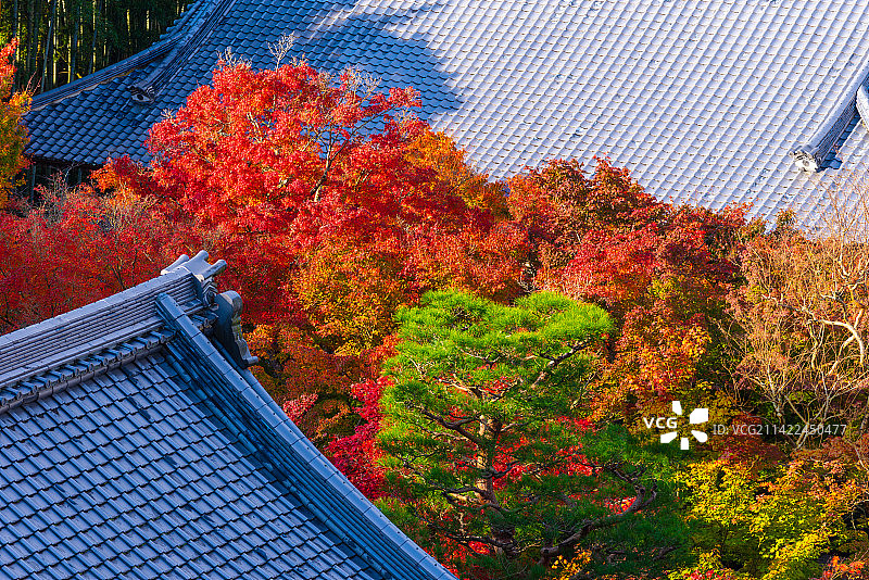京都圆光寺寺庙秋季风光图片素材