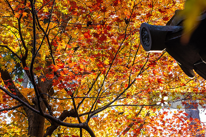 京都圆光寺寺庙秋季风光图片素材
