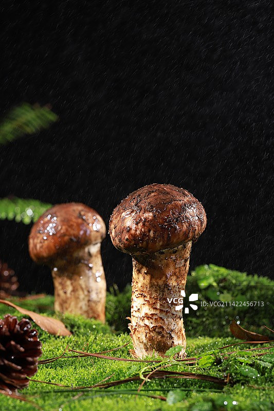 新鲜松茸图片素材