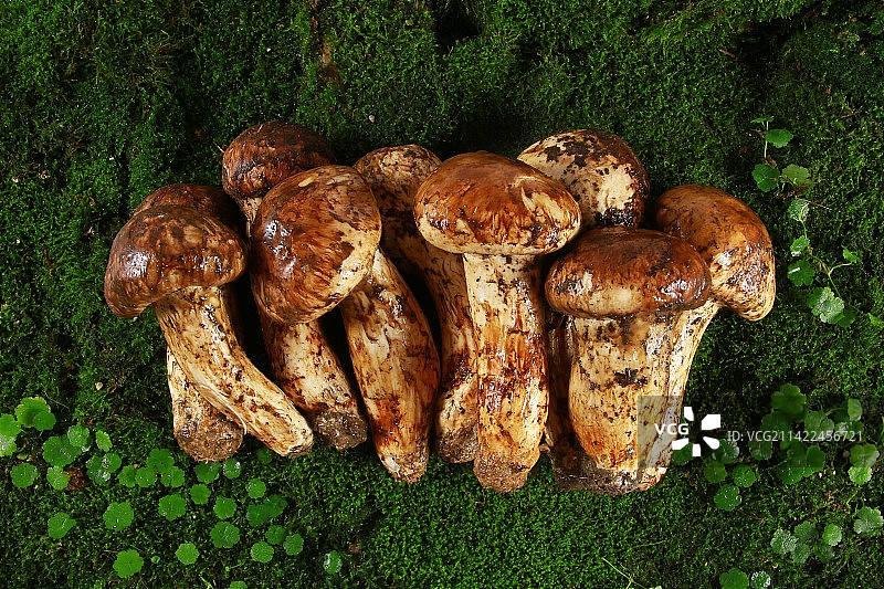 新鲜松茸图片素材