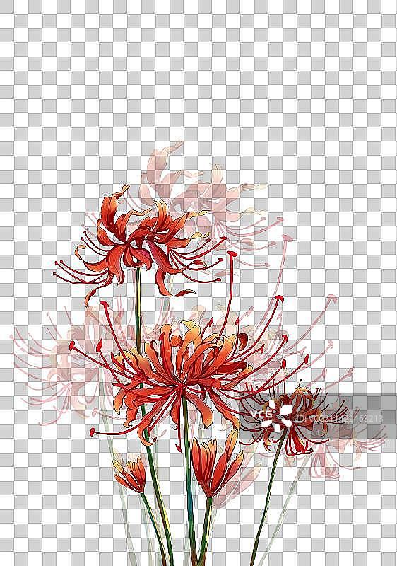 霜降节气彼岸花插画元素图片素材