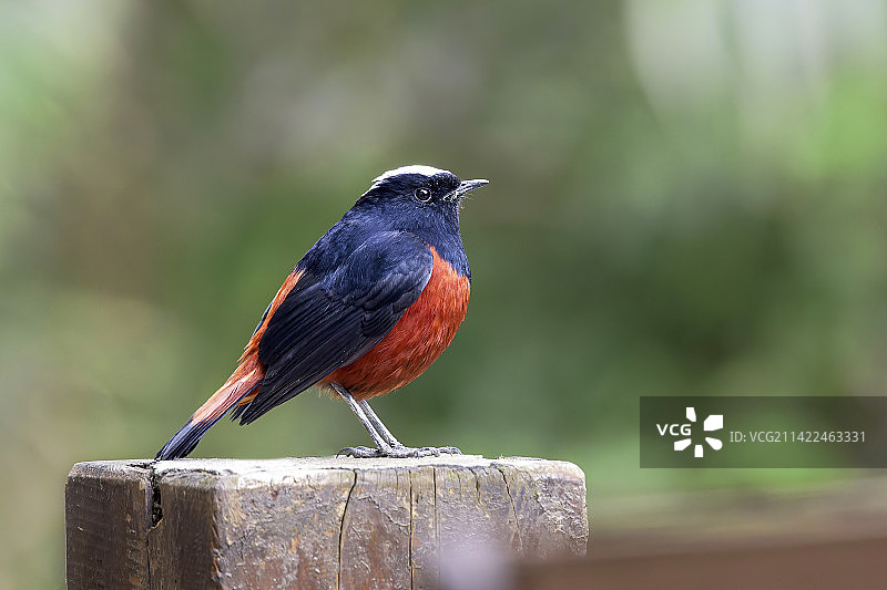 白顶溪鸲近摄图片素材