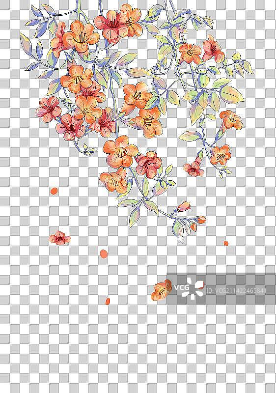 小暑节气凌霄花插画元素图片素材