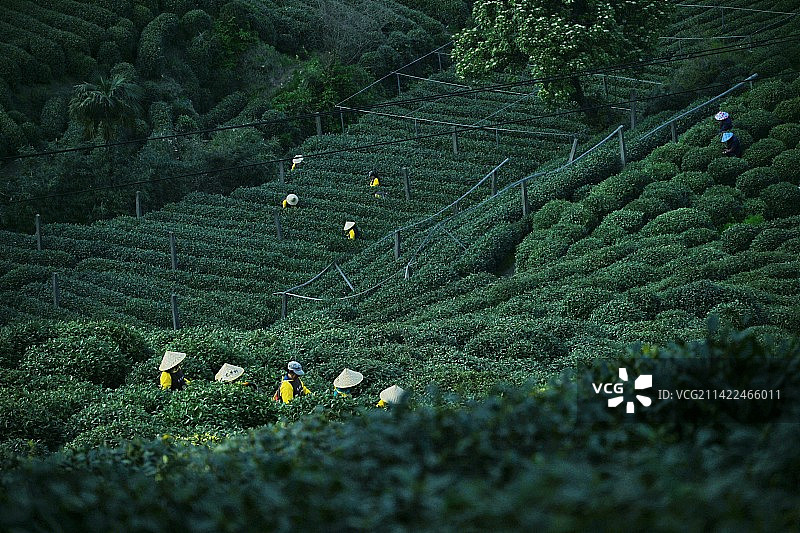 杭州龙井茶园 茶山 十里琅珰 爬山 春茶图片素材
