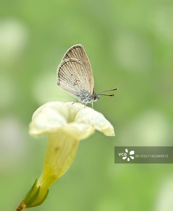 静谧（灰蝶）图片素材