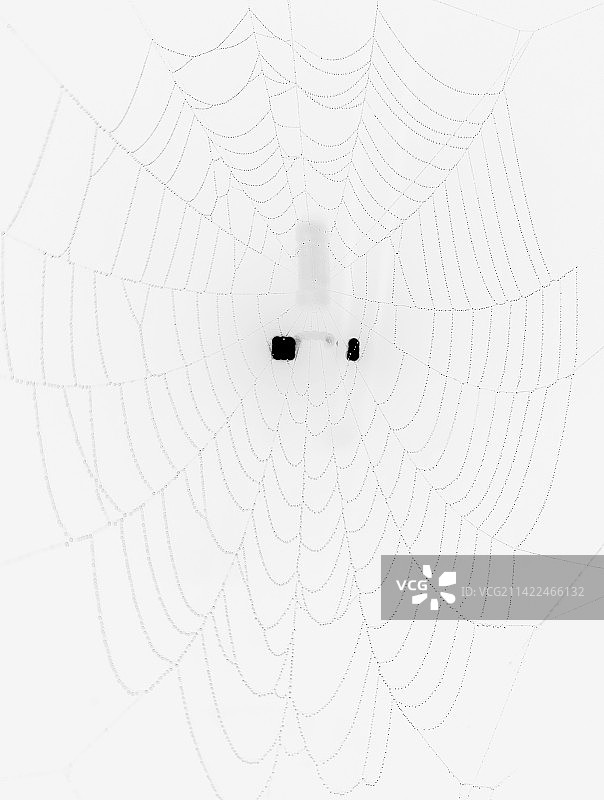 《雨夜的一张蜘蛛网》图片素材