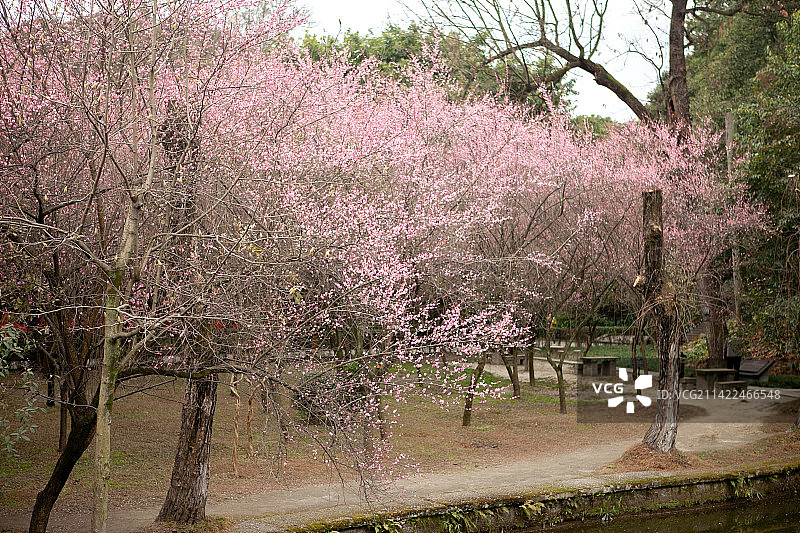中国四川省成都市郫都区望丛祠，帝王陵冢，梅花林，成都市重点文物保护单位，四川省文物保护单位，图片素材