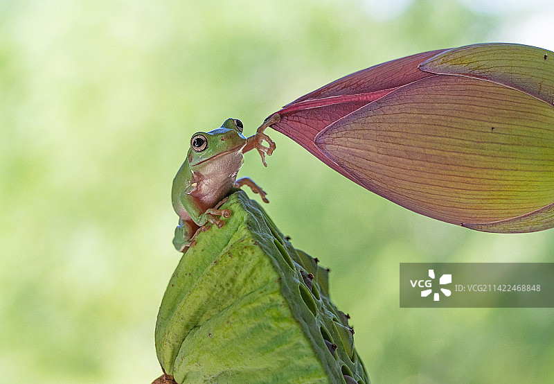 拈花一笑图片素材