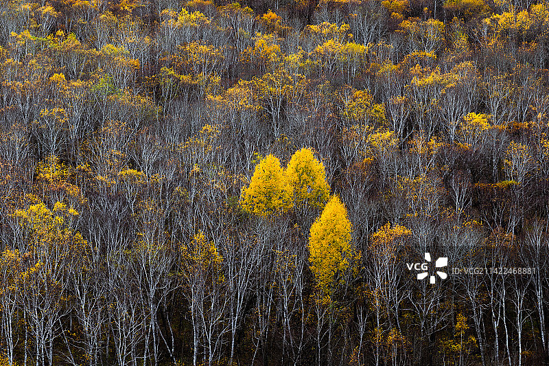 奥伦布坎国家森林公园图片素材