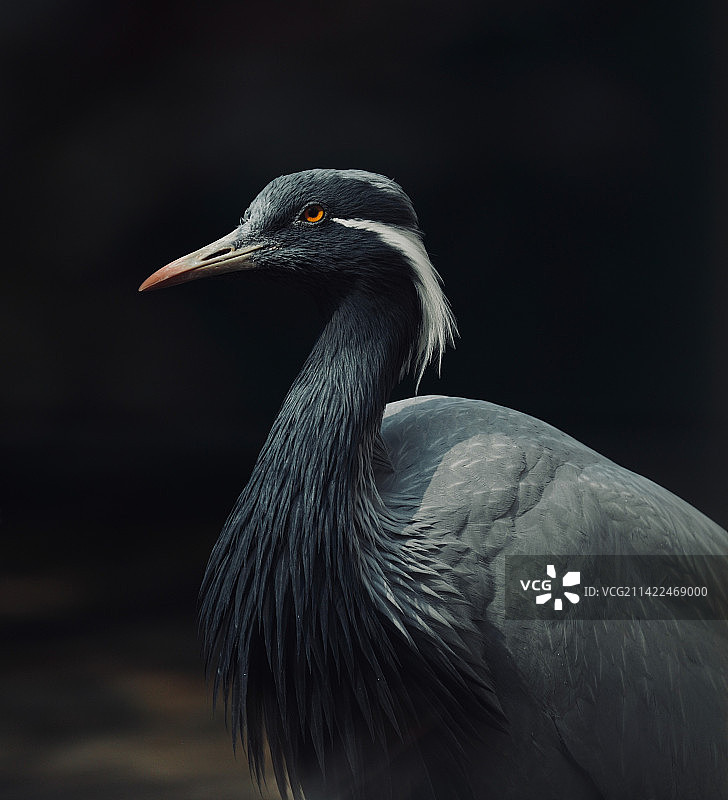 蓑羽鹤图片素材