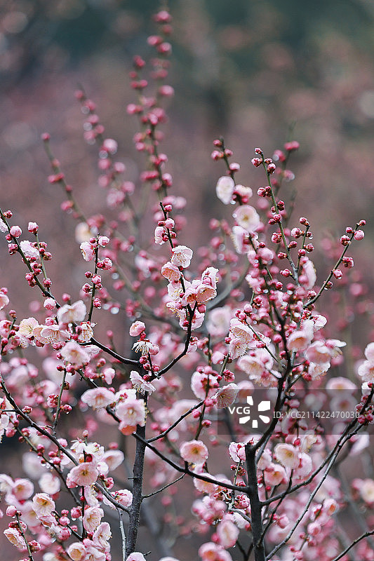 梅花图片素材