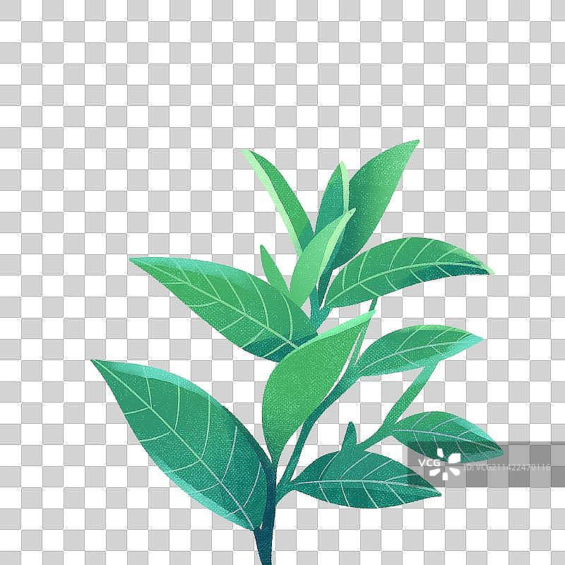 叶子绿色植物插画元素图片素材