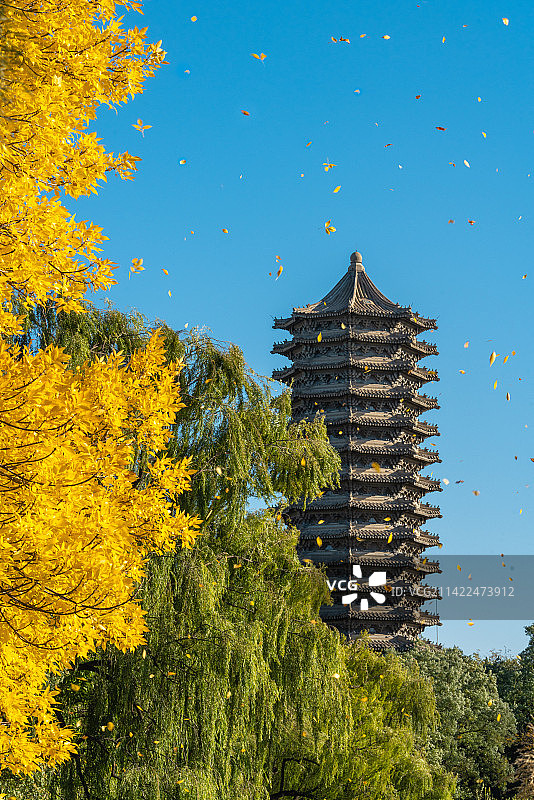 秋日博雅塔落叶图片素材