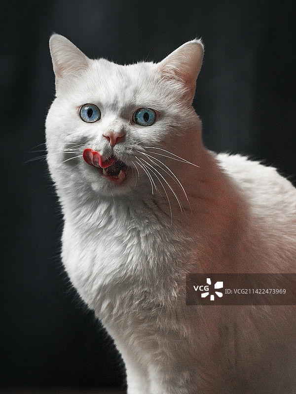 猫的特写肖像图片素材