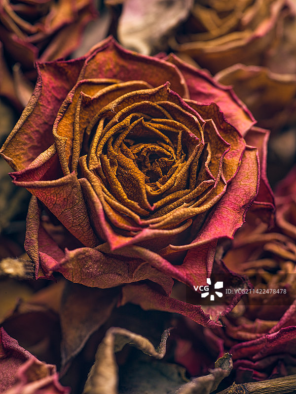 玫瑰永生花食用小朵玫瑰干花图片素材
