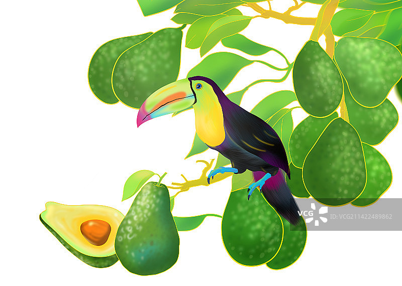 牛油果夏天营养美味有机健康天然无公害水果插画图片素材