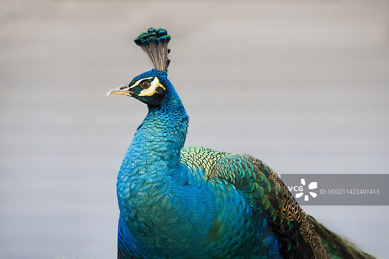 国家一级保护动物   绿孔雀图片素材