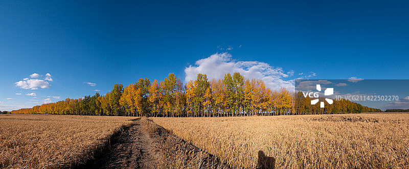 秋天水稻田和杨树林全景接片图片素材