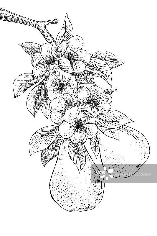 木刻版画风梨和梨花图片素材