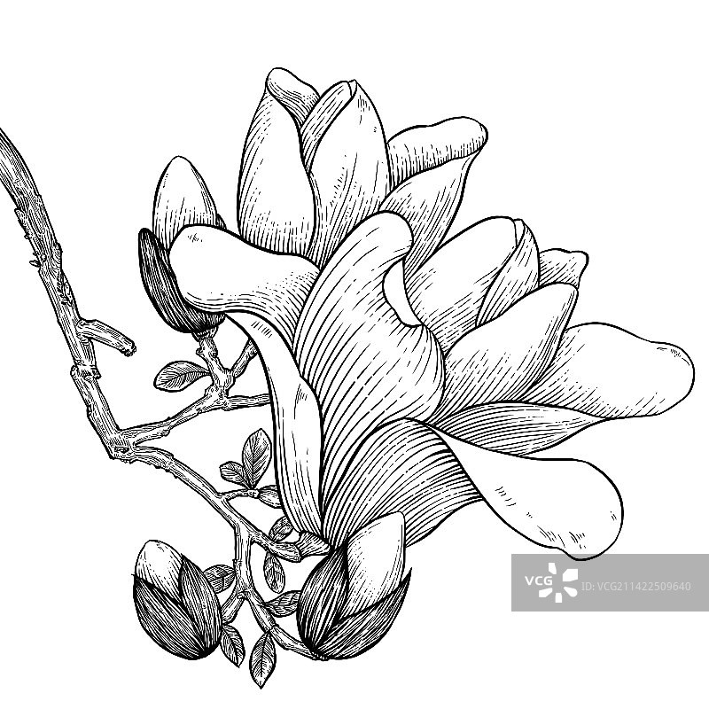 木刻版画风手绘玉兰花图片素材