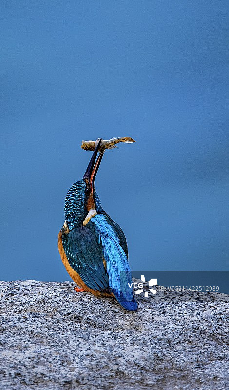 翠鸟的美餐图片素材