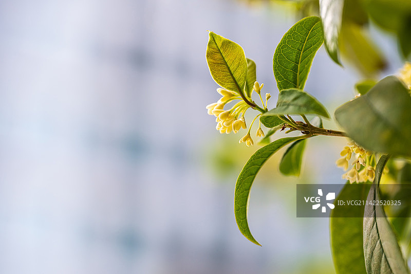 写字楼前盛开的桂花图片素材