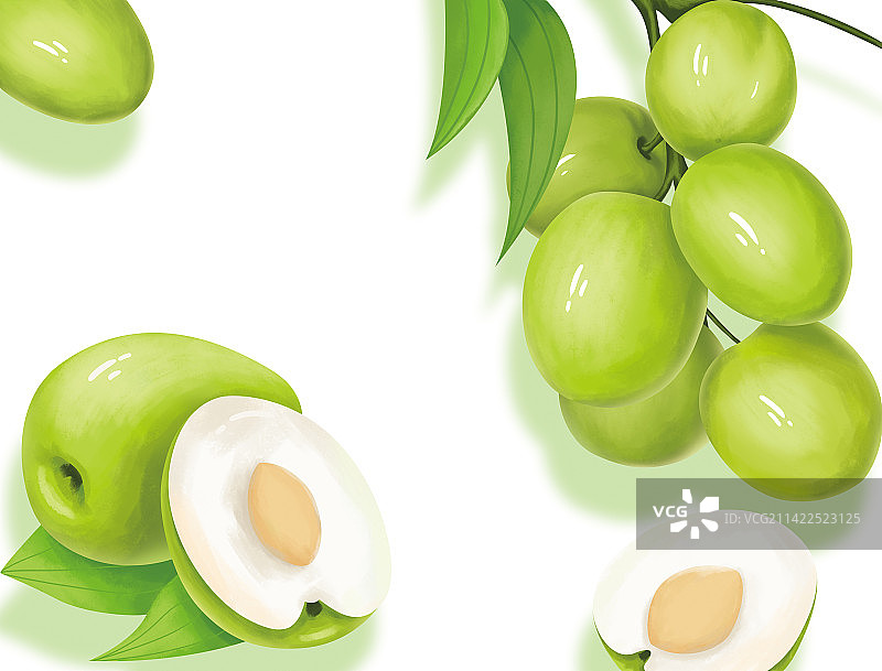 青枣插画图片素材