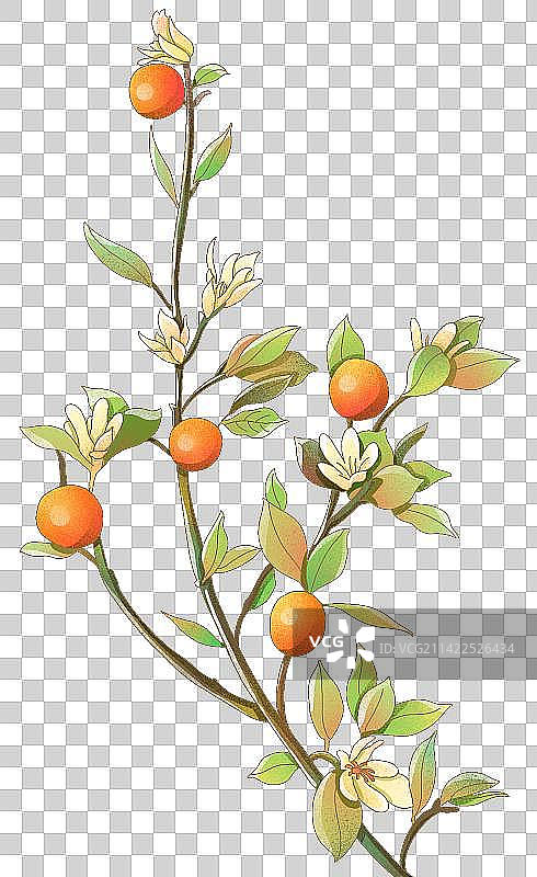 植物橙树橙花插画图片素材