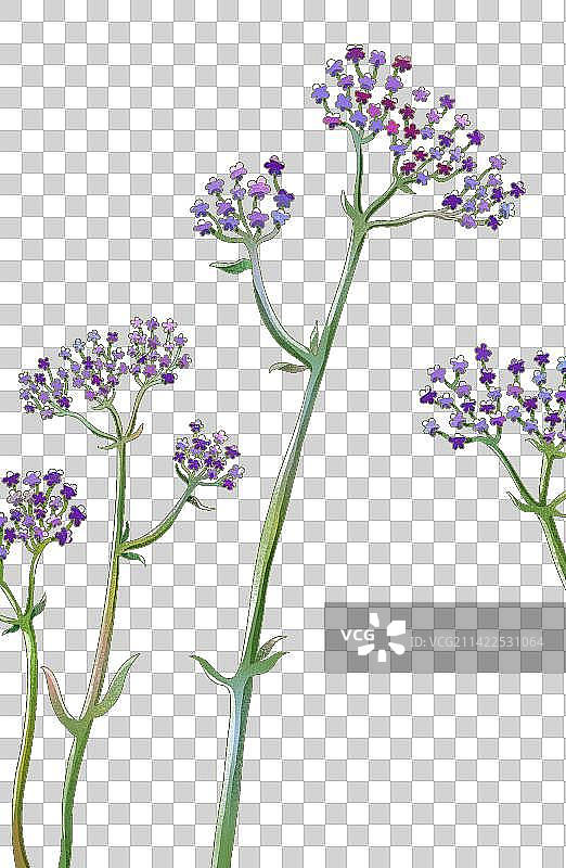 植物马鞭草插画图片素材