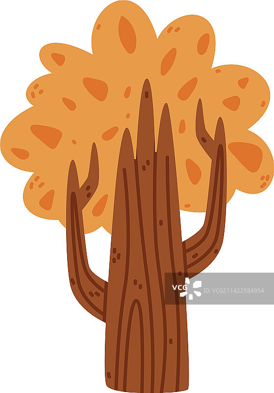 树干茂盛的橘色树冠图片素材