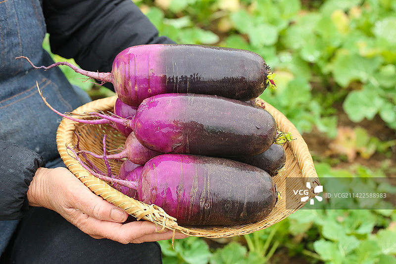 手里拿着冰淇淋萝卜图片素材