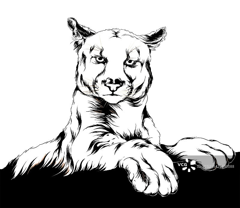 趴着的黑白线条美洲狮图片素材
