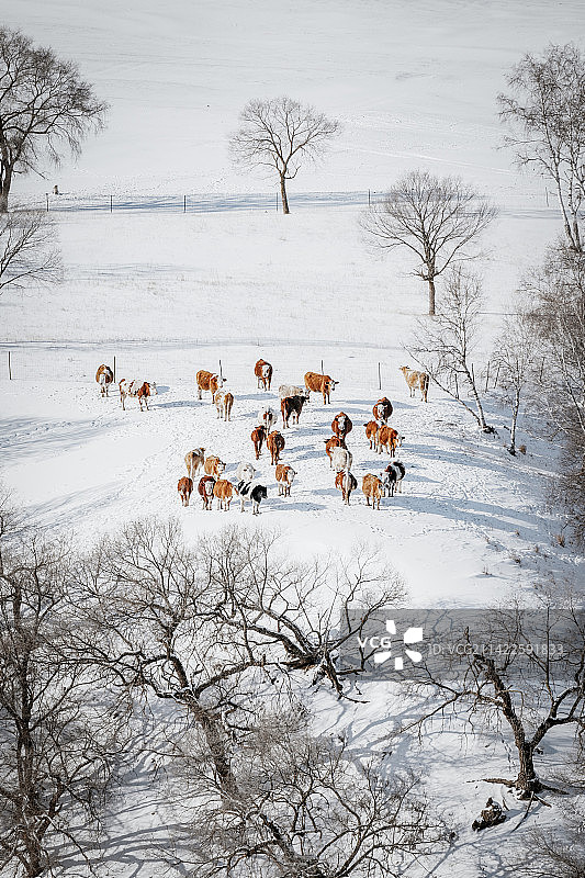 塞北雪乡乌兰布统图片素材