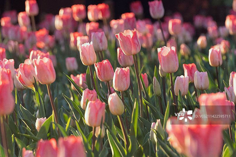 春天阳光下盛开的郁金香图片素材