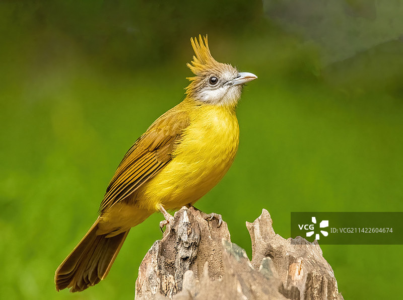 黄腹冠鹎图片素材