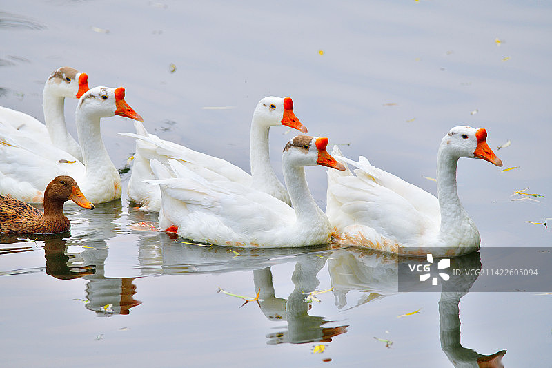 伴游（动物主题）图片素材