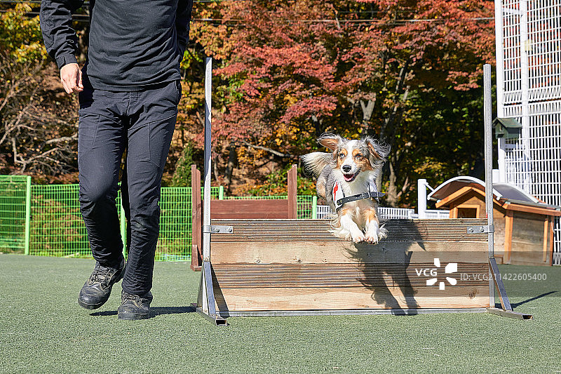 男人训练狗狗图片素材