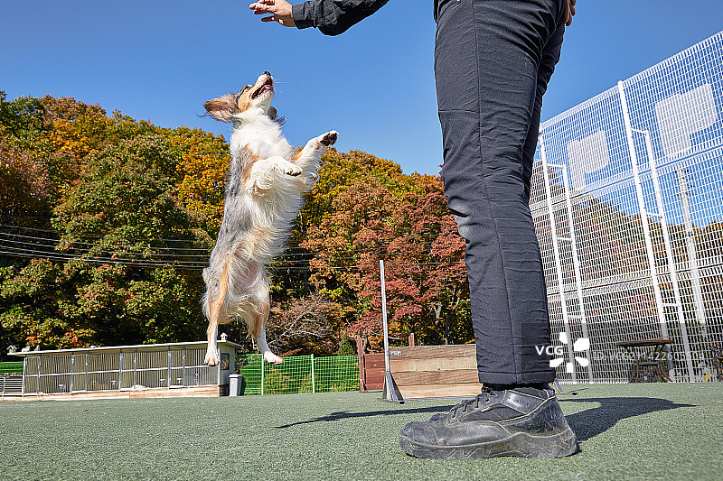 男人，训练员，狗，训练，训练狗，跳跃图片素材