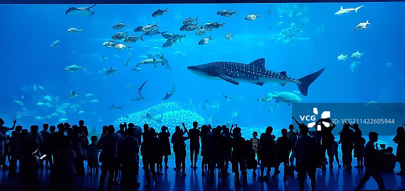 人们在海里游泳图片素材