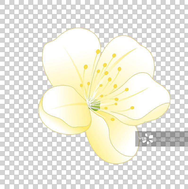 国风春天植物梨花花卉插画图片素材