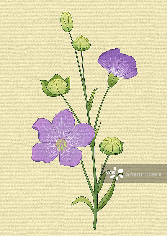 古风植物紫色花卉的特写图片素材