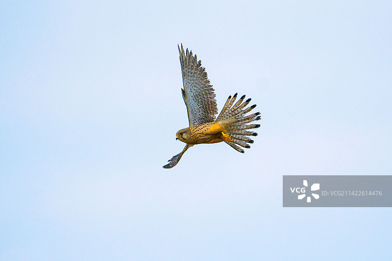 《红隼》摄于中国北京顺义图片素材