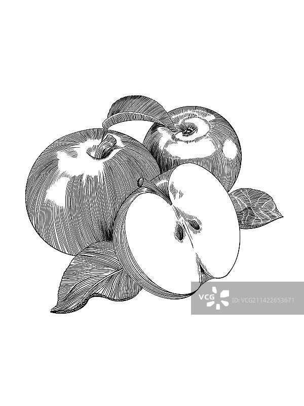 苹果钢笔画图片素材