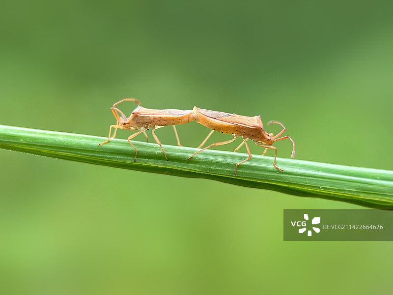 蝽之恋图片素材
